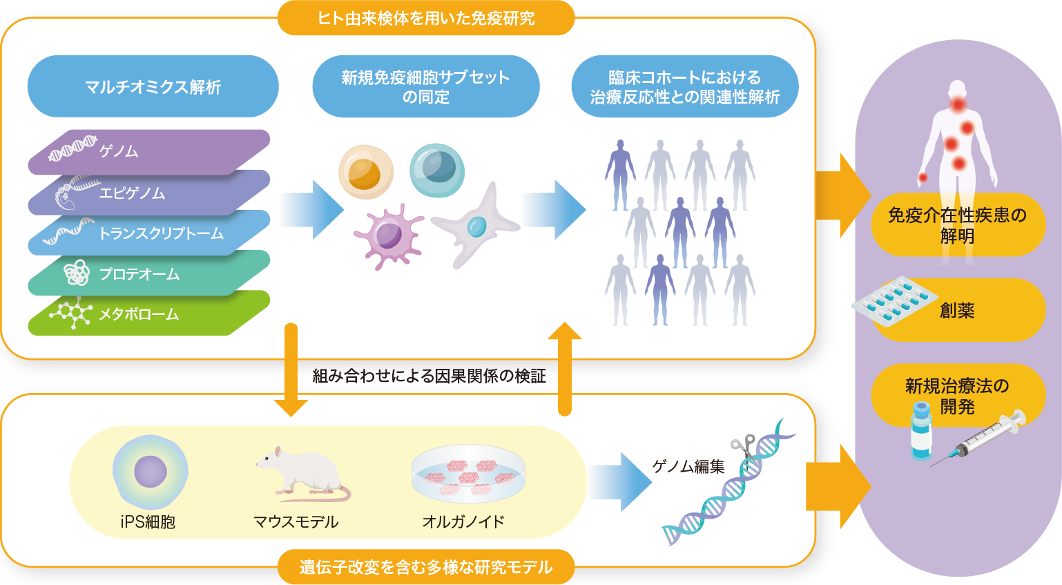 【カラー解説】マウスとヒトの知見が交差する免疫学（藤尾圭志）